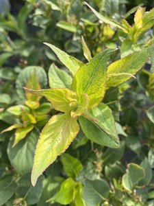 RED PRINCE WEIGELA 50 CM