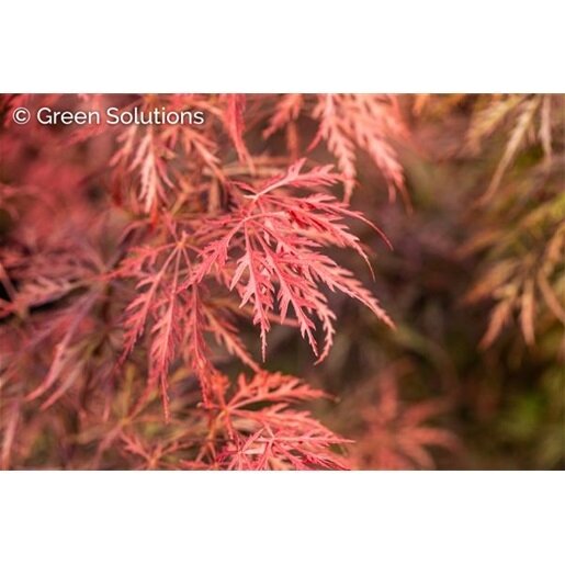 RED SELECT JAPANESE MAPLE 110CM