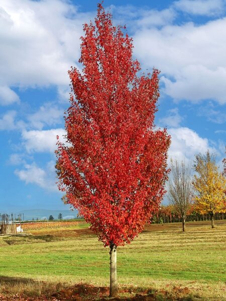 RED SENTINEL MAPLE (ACER RUBRUM) 275CM Low_Branch