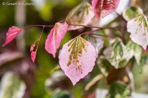 REDBUD CAROLINA SWEETHEART 130CM (3 MONTH WARRANTY)