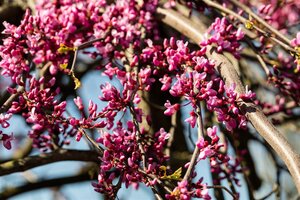 REDBUD WEEPING LAVENDER TWIST 175CM  - image 1