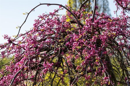 REDBUD WEEPING LAVENDER TWIST 175CM  - image 2