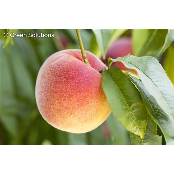 REDSTAR PEACH 150 CM SEMI-DWARF