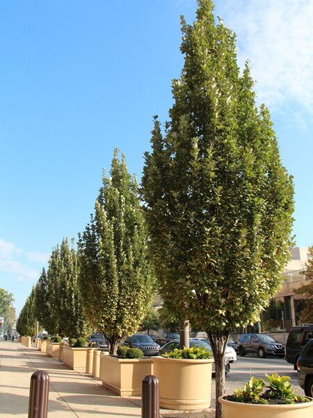 REGAL PRINCE OAK 175CM