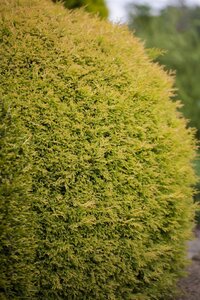 RHEINGOLD CEDAR 20 CM - image 5