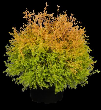 RHEINGOLD CEDAR 20 CM - image 1