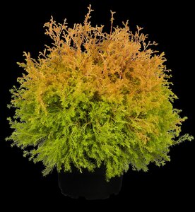 RHEINGOLD CEDAR 20 CM - image 5