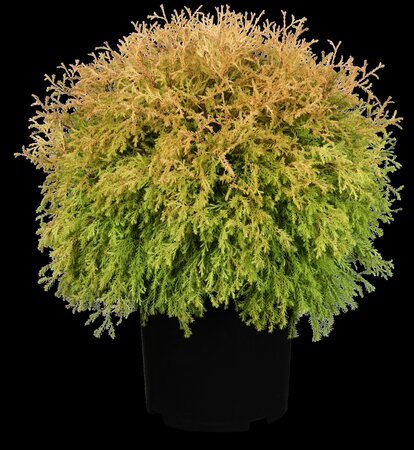 RHEINGOLD CEDAR 20 CM - image 3