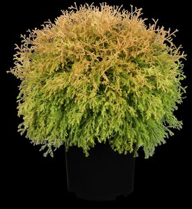 RHEINGOLD CEDAR 20 CM - image 3