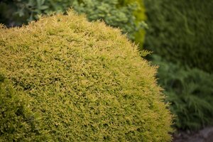 RHEINGOLD CEDAR 20 CM - image 4