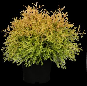 RHEINGOLD CEDAR 20 CM - image 2