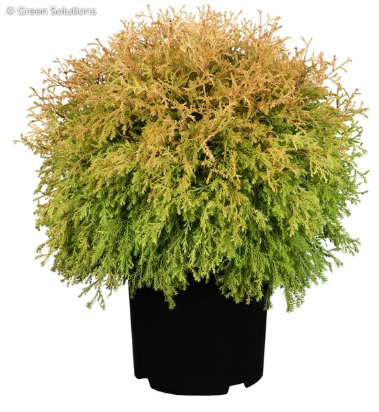 RHEINGOLD CEDAR 20 CM