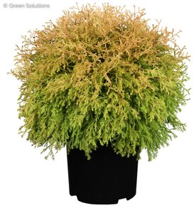 RHEINGOLD CEDAR 20 CM