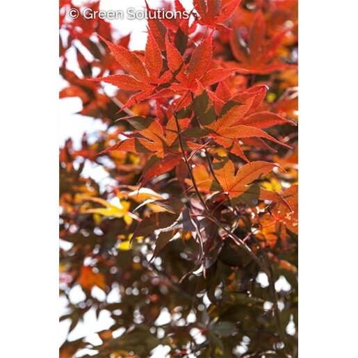 RHODE ISLAND RED JAPANESE MAPLE 2 GALLON  3 month warranty