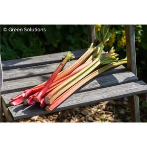 RHUBARB VICTORIA 2G