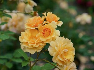 RISE UP AMBERNESS ROSE 2G PW Climbing (3 MONTH WARRANTY)