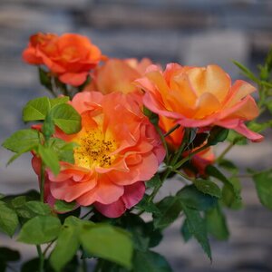 RISE UP EMBERAYS ROSE 2 GALLON