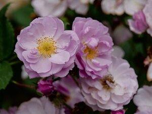 RISE UP LILAC DAYS ROSE 2G PW Climbing (3 MONTH WARRANTY)