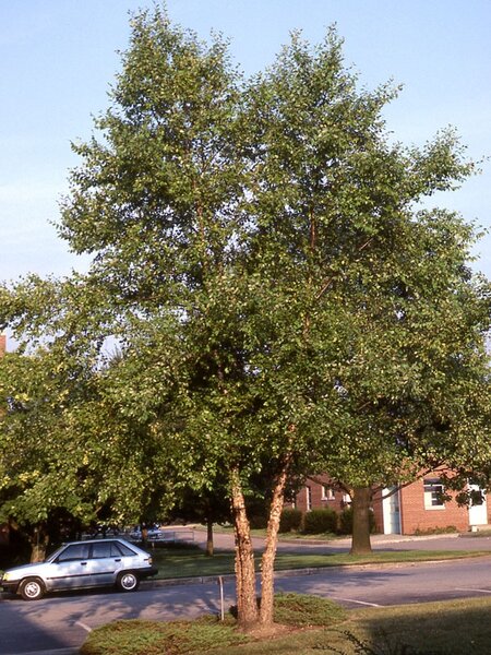 RIVERS BIRCH CLUMP 175CM