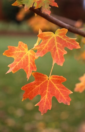 ROCKY MOUNTAIN GLOW MAPLE 35MM 25G - image 1