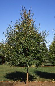 ROCKY MOUNTAIN GLOW MAPLE 50MM - image 1