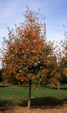 ROCKY MOUNTAIN GLOW MAPLE 50MM - image 3