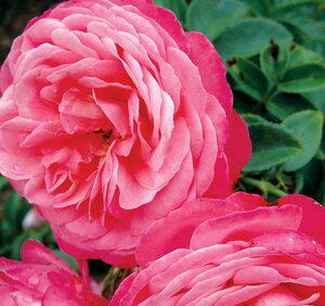 ROSANNA ROSE 2GAL Climbing Pink/Salmon (3 Month Warranty)