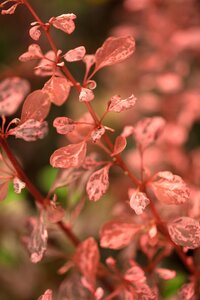 ROSE GLOW BARBERRY 30CM - image 2