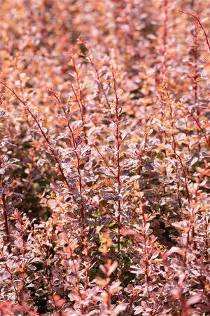 ROSE GLOW BARBERRY 30CM - image 4