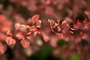 ROSE GLOW BARBERRY 30CM - image 5