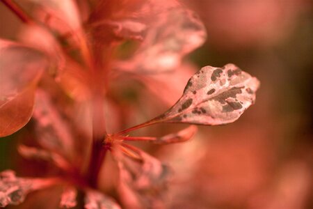 ROSE GLOW BARBERRY 30CM - image 3