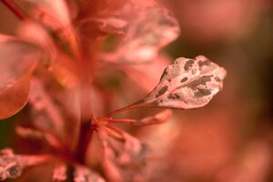 ROSE GLOW BARBERRY 30CM - image 3