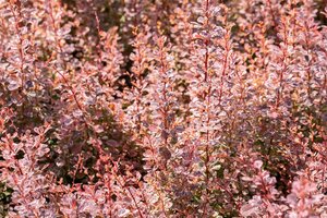 ROSE GLOW BARBERRY 30CM - image 5