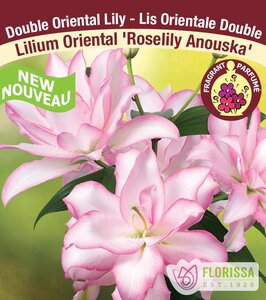 ROSELILY ANOUSKA DOUBLE ORIENTAL