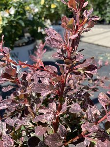 ROSIE GLOW BARBERRY 30 CM