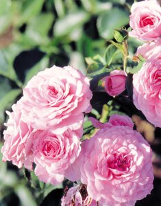 ROYAL BONICA ROSE SHRUB