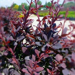 ROYAL CLOAK BARBERRY STD 70CM STALK