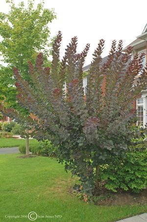 ROYAL PURPLE SMOKE BUSH 50CM