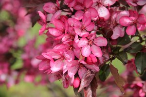 ROYAL RAINDROPS CRABAPPLE 225CM - image 5