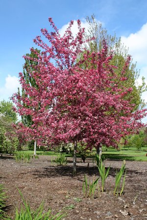 ROYAL RAINDROPS CRABAPPLE 225CM - image 4