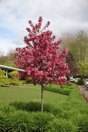 ROYAL RAINDROPS CRABAPPLE 225CM - image 1