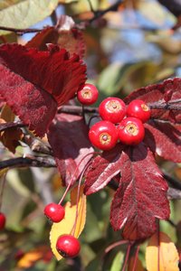 ROYAL RAINDROPS CRABAPPLE 225CM - image 2