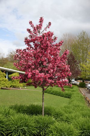 ROYAL RAINDROPS CRABAPPLE 250CM - image 5