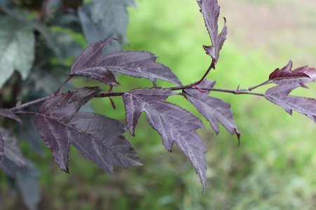 ROYAL RAINDROPS CRABAPPLE 250CM - image 1