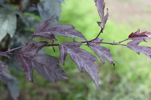 ROYAL RAINDROPS CRABAPPLE 250CM - image 1