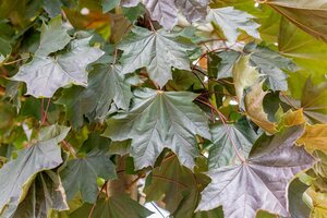 ROYAL RED MAPLE 250 CM  - image 4