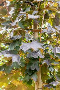 ROYAL RED MAPLE 300CM  - image 3