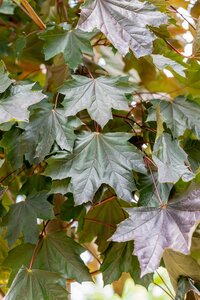 ROYAL RED MAPLE 300CM  - image 5