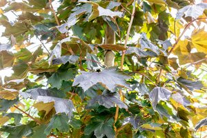 ROYAL RED MAPLE 300CM  - image 2