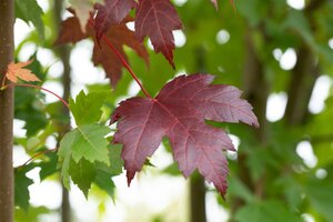 ROYAL RED MAPLE 40MM (Potted)  - image 1